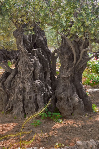 gethsemane garden
